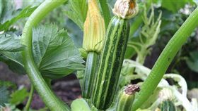 ▲黃瓜（圖／翻攝自Pixabay）
