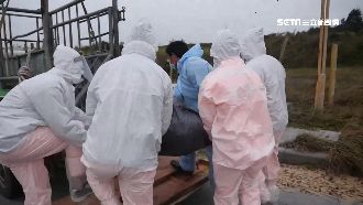 依戰情規格通報　國軍圍堵非洲豬瘟