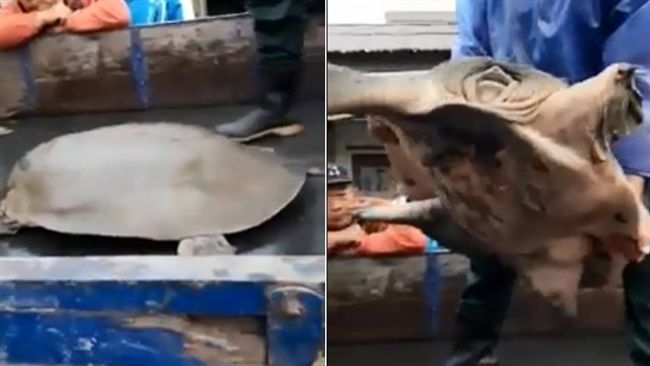 目睹「鼋」趴貨車　網驚：吃了會出事