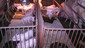 染非洲豬瘟豬隻漂金門　附近養豬場暫無異常日前在金門海邊發現的死豬檢體驗出非洲豬瘟病毒，金門縣防疫所依發現死豬地點劃設半徑3公里範圍，僅有一個養豬場，已在2日下午責請金沙鎮公所獸醫師前往訪視，發現豬隻健康情形良好，沒有異常。（金門縣防疫所提供）中央社記者黃慧敏傳真　108年1月3日