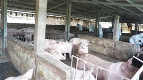 海漂豬染豬瘟　金門防疫所採集養豬場檢體（1）107年12月底漂流到金門田埔海邊的死豬被驗出非洲豬瘟病毒陽性，金門動植物防疫所4日出動大批人員到發現死豬地點附近的10家養豬場採集檢體。中央社記者黃慧敏攝　108年1月4日