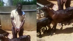 噁男性侵山羊遭活逮 竟無恥辯：我有先「徵得同意」（圖／Mirror）