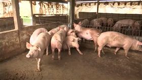 又飄來豬! 金門烏坵海岸又現一死豬