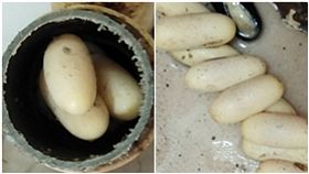 馬來西亞,蟒蛇,蛇蛋,排水管,大掃除(圖/翻攝自中國報)