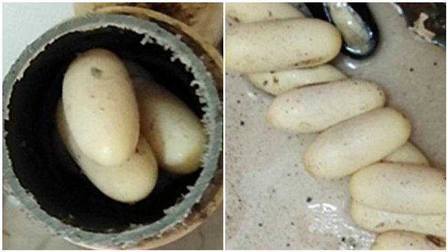 大掃除換排水管！打開驚見整排蟒蛇蛋