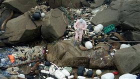 金門,海巡署,小坵島,海漂死豬。翻攝畫面