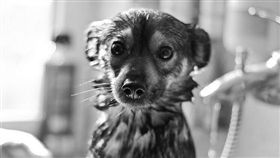 因版權問題，名家圖請勿使用，謝謝。(圖片來源:MAOUP毛起來)