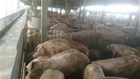 養豬業者全力防堵非洲豬瘟高雄市現有520個養豬場，共約30萬頭豬隻，養豬業者全力防堵非洲豬瘟，高雄市養豬協會也提醒養豬場管制閒雜人進入，並把關貨物運送，謹慎防疫。中央社記者陳朝福攝　108年1月4日