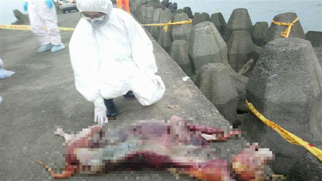 金山砂珠灣現死豬？防疫署證實是狗