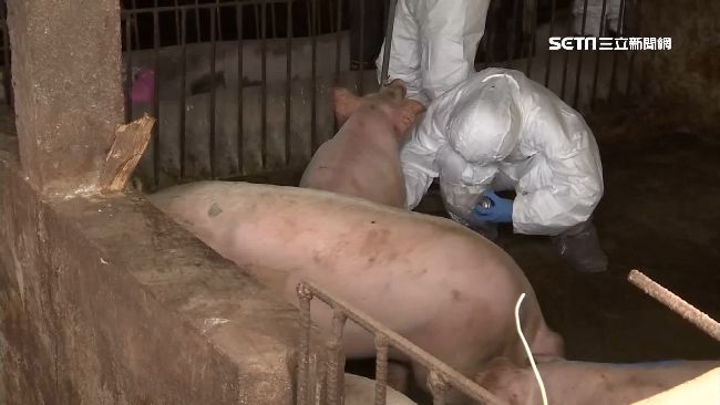 金門防豬瘟作戰　養豬場全面消毒採檢