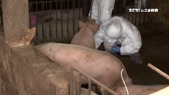金門防豬瘟作戰　養豬場全面消毒採檢