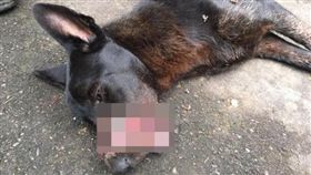 桃園,虎頭山,流浪狗,膠帶,纏嘴,虐狗（圖／翻攝畫面）
