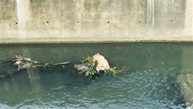 屏東萬丹大排4日又發現豬屍（圖／翻攝畫面）