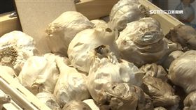 台中花博,馬場,可可,黑蒜頭