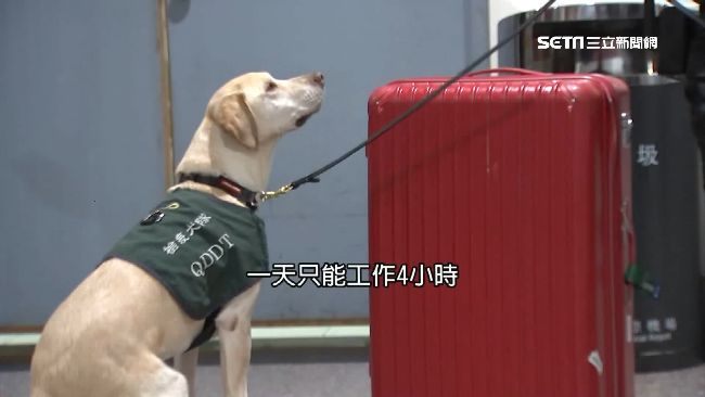 一天工作4小時！檢疫犬輪休現空窗期