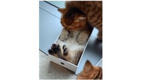 （圖／翻攝自chippie_gummy）