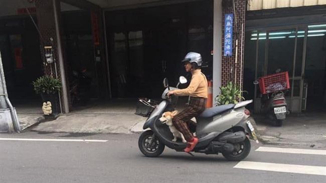 阿嬤只載狗孫走　他落寞推行李回家