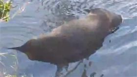 桃園落羽松豬屍（圖／翻攝畫面）