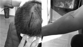 放血,中醫,刺血,培訓,授課,鮮血,大陸,安徽　圖／翻攝自梨視頻　https://goo.gl/1wxbKu