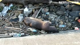 台中龍井大排死豬／翻攝畫面