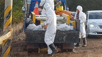 又有死豬放水流！　桃園市議員直擊