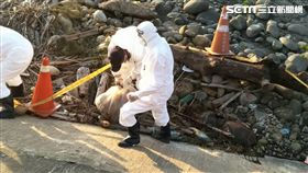 台中龍井大排死豬／翻攝畫面