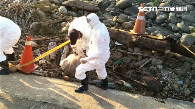 龍井大排死豬　初判無非洲豬瘟症狀