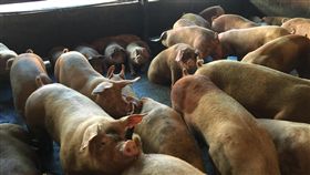 花蓮若禁廚餘養豬  地方憂廚餘無處消化花蓮縣合法登記的養豬場總計有102家，其中15家養豬場是飼料與廚餘各半飼養。政府若強制要求不得以廚餘飼養，養豬戶迫於無奈會配合，但飯店或餐廳的廚餘屆時要往哪裡去，恐將產生更嚴重的問題。中央社記者李先鳳攝　108年1月6日