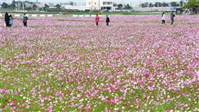 彰化埔鹽10公頃花海綻放彰化縣埔鹽鄉南新社區10公頃花海綻放，南新社區發展協會6日起舉辦南新農村花海藝術季，紫色、白色等花朵繽紛隨風搖曳，是季節限定的美麗景色。（彰化縣政府提供）中央社記者蕭博陽彰化縣傳真　108年1月6日
