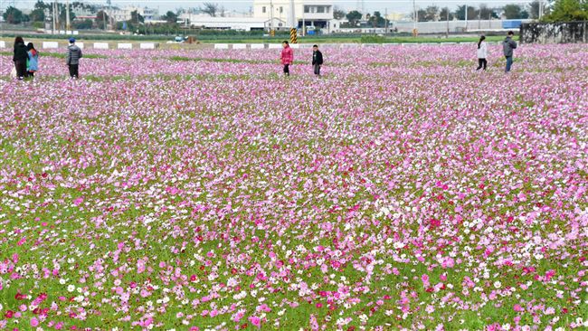 花海藝術季　埔鹽10公頃花海綻放