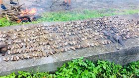 逾千隻鳥類屍體散布稻田間（2）台東縣卑南鄉一塊農田5日被民眾發現大量鳥類屍體，經清點數量達逾千隻，相關單位已採樣送驗調查中。（民眾提供）中央社記者李先鳳傳真　108年1月6日