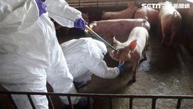 非洲豬瘟,金門,陰性