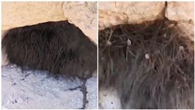 幽靈蜘蛛,墨西哥,冬眠,洞穴,Pholcidae（圖／翻攝自YouTube）