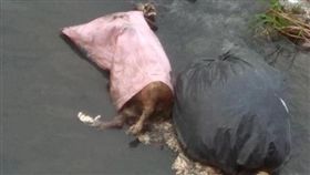 彰化北斗鎮八堡二圳內三排水「新星橋」有動物屍／翻攝自臉書我是北斗人
