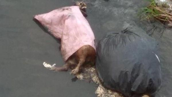 彰化大排驚見動物屍　動防所回應了！