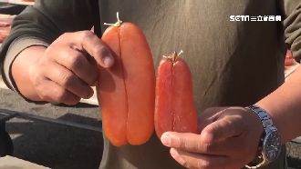 慘！暖冬烏魚卵太小　售價估漲2成
