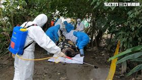 麝香豬 動保處提供