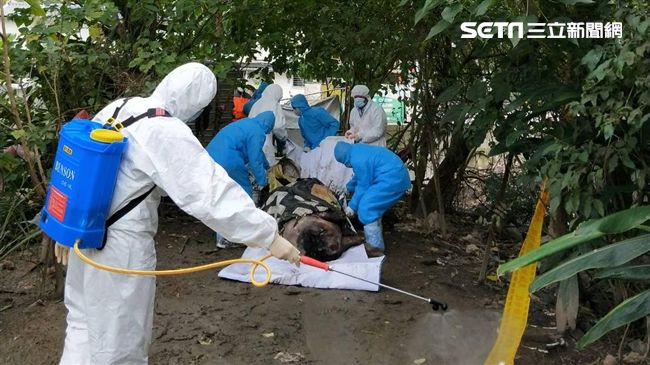 北市驚見死亡麝香豬　所幸無豬瘟病狀