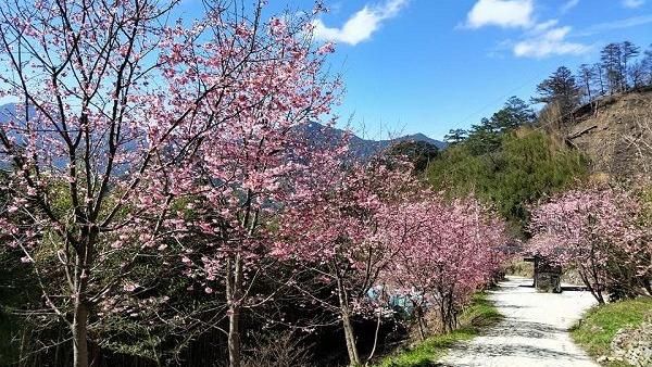 妳是櫻花控嗎？　全台賞櫻祕境都在這