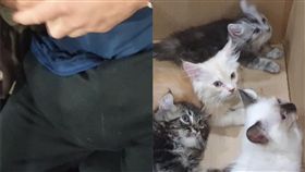 小貓,褲襠,新加坡,走私　（圖／ICA臉書）