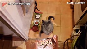 ▲貓皇為了食物立馬起身拜託求人。（圖／AP / Jukin Media 授權）