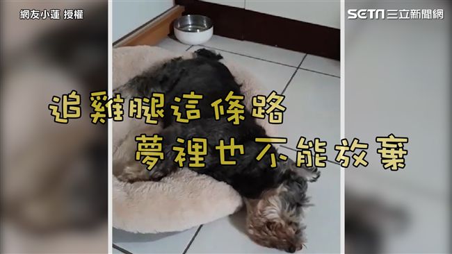 毛孩夢中狂奔追雞腿　背後故事超感人