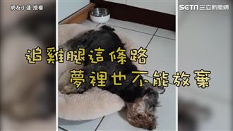 毛孩夢中狂奔追雞腿　背後故事超感人