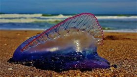 澳洲東北海岸過去數天已有超過3000人遭到僧帽水母螫傷。（Portuguese man o' war jellyfish）（圖／翻攝自@Elsibeth_推特）