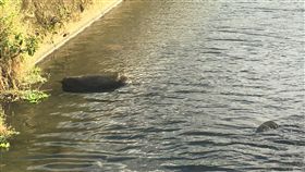 桃園棄死豬未檢出非洲豬瘟桃園市6日在大圳中發現兩具棄死豬，檢驗結果8日出爐，桃園市政府動物保護防疫處表示，兩具豬屍都沒有檢出非洲豬瘟。（桃園市警局大溪分局提供）中央社記者吳睿騏桃園傳真　108年1月8日