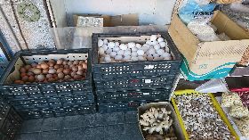 老母雞苦撐生蛋  雞蛋價創新高（1）