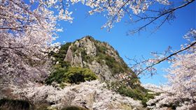 ▲御船山樂園的櫻花在春季時爭妍鬥艷 (圖/盈達旅遊)