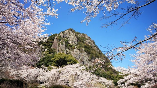搶先賞櫻　來日本九州準沒錯！