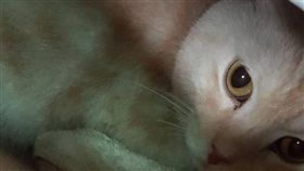 ▲惡劣飼主將貓咪包成包裹快遞棄養。（圖／動保處提供）