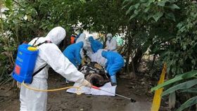 台北市出現麝香豬屍體，檢驗報告出爐，並未檢出感染非洲豬瘟病毒。（圖／台北市動保處提供）